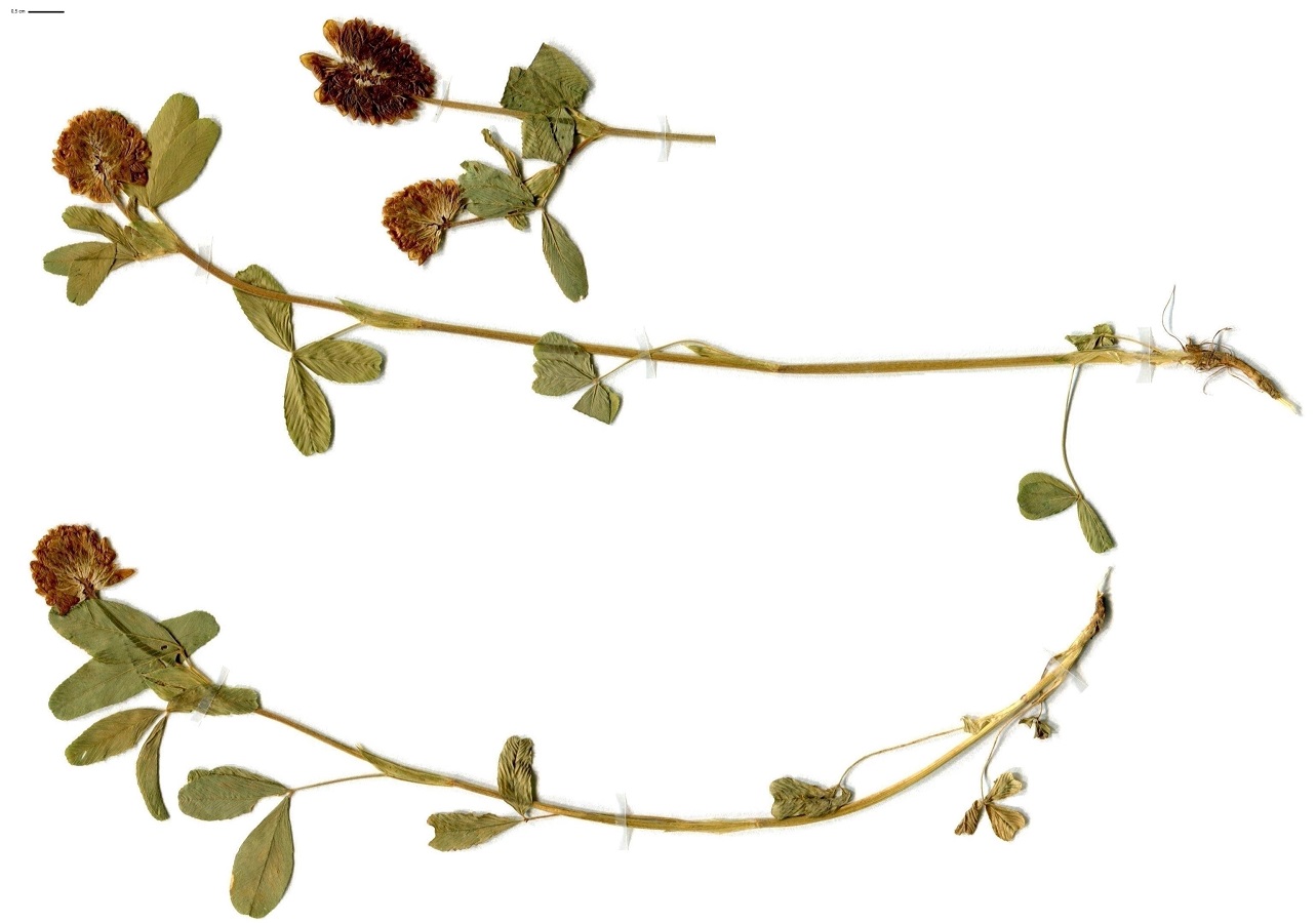 Trifolium badium (Fabaceae)